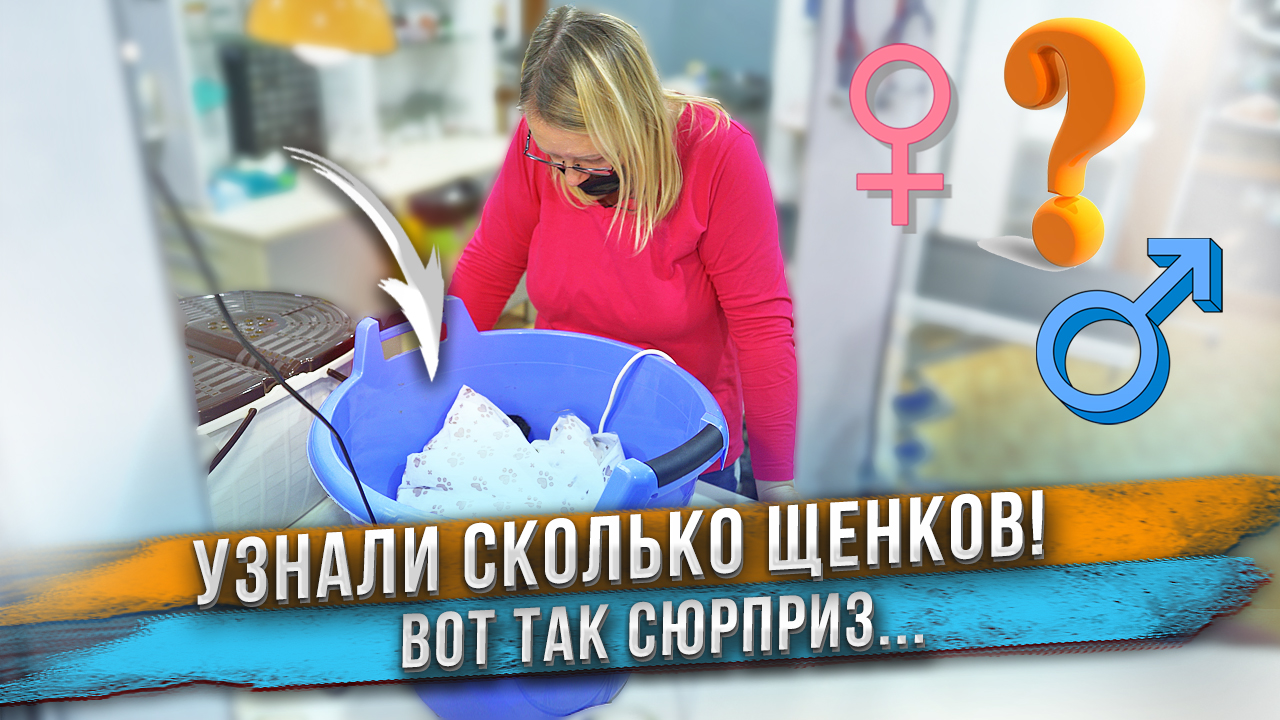 Мы в шоке от количества щенков! Никто не думал, что их столько. смотреть онлайн