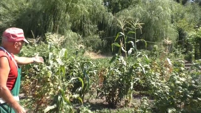 Почему пропадает смородина летом. не болезни и не вредители