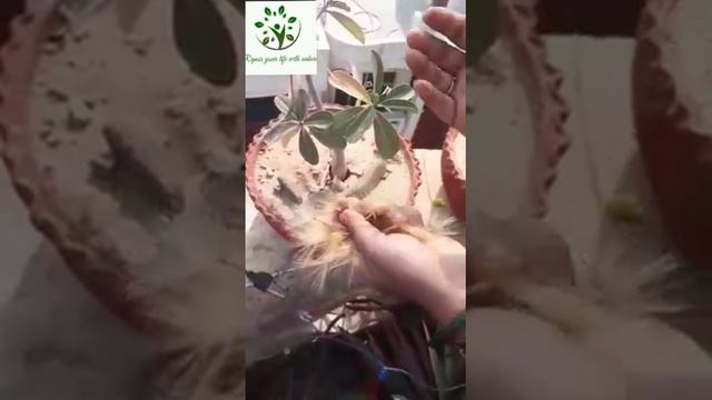 Ep 53|| How to harvesting adenium seeds /एडेनियम से बीज चुनना। смотреть онлайн
