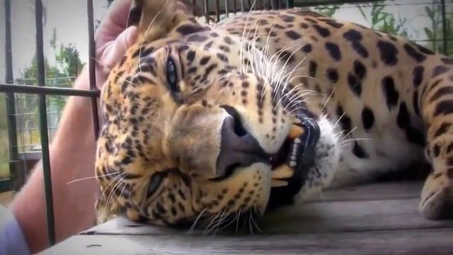 Леопард мурлычет как котенок!!!))) Leopard purrs like a kitten!))) смотреть онлайн
