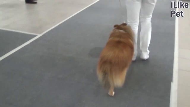 Домашние животные и не только