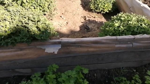 3 вида "зимовки" хризантемы мультифлора - от Натальи Ромашки смотреть онлайн