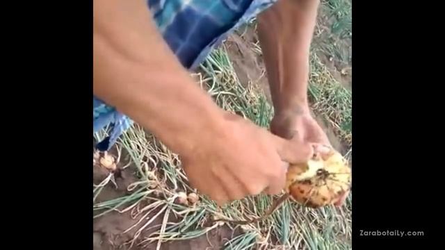 Лук на перо в Самаре - Стардаст, Штутгарт, Братко, Каратал смотреть онлайн