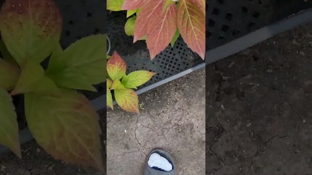 Гортензия Пильчатая розовая смотреть онлайн