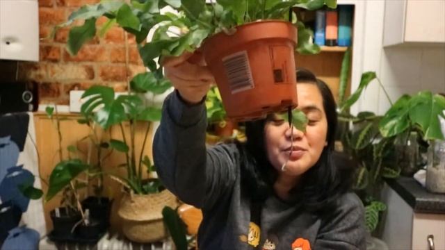 Blue Star Fern Care Tips | Plant On The Spot Ep. 2 Phlebodium aureum смотреть онлайн