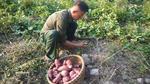 FULL VIDEO: 160 Days of Gardening. Harvesting Litchi, Jackfruit, Beans,Corn Go to the market to sel смотреть онлайн