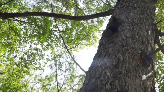 Минутка ми-ми-ми: как живут белки в Первомайском парке смотреть онлайн