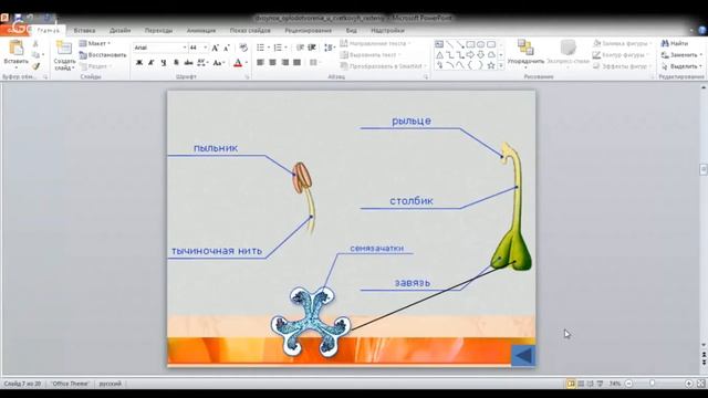 ЕГЭ по биологии 11 класс  Занятие 61 Оплодотворение у живых организмов