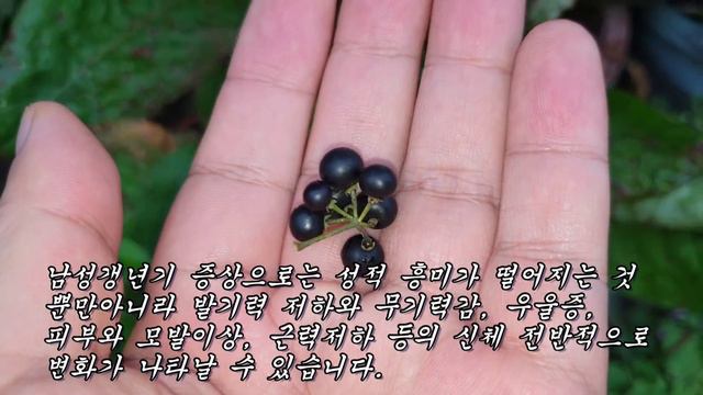 다 소모된 노인의 정력을 오뚜기처럼 세워준다는 놀라운 약초 смотреть онлайн