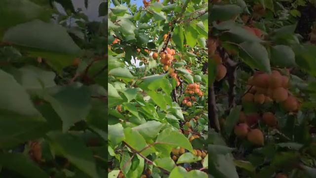 Абрикос Ранний из Мордена. Барский Сад смотреть онлайн