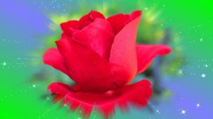 Футаж. Цветочный фон 155