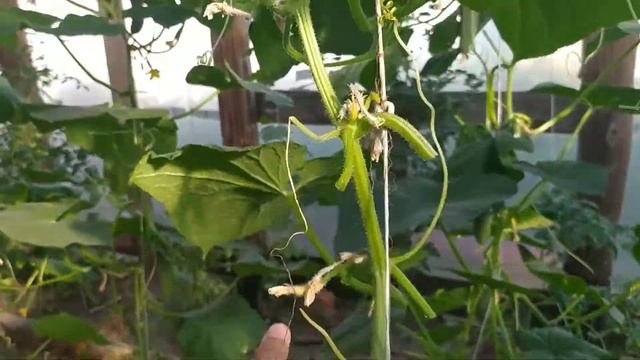 Выращивание огурцов, методом опускания плети. смотреть онлайн