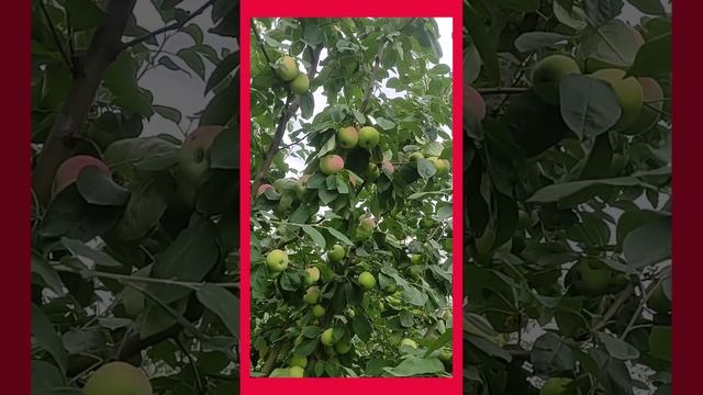 яблоня сорт 'Мельба' смотреть онлайн