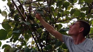 как растёт киви