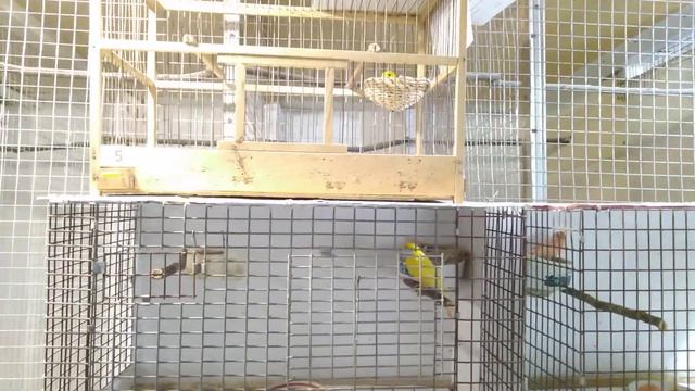 Канарейка с птенцами,чем можно кормить зимой. смотреть онлайн