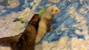 КАК ОТУЧИТЬ ХОРЬКА КУСАТЬСЯ / ДОМАШНИЙ ХОРЕК МАЛЫШ