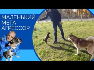 Маленький мега агрессор (Чихуахуа) Small exceedingly aggressive chihuahua
