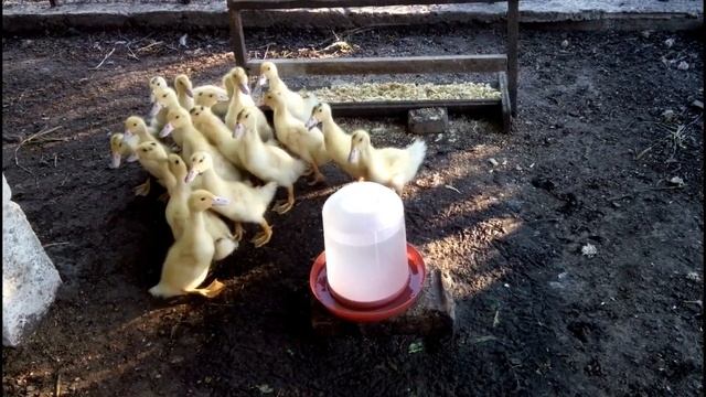 РАСТИМ ВМЕСТЕ... МУЛАРДОВ//Ч.6 УТЯТАМ 2-е НЕДЕЛИ. ЧЕМ КОРМИТЬ. КАК УХАЖИВАТЬ смотреть онлайн