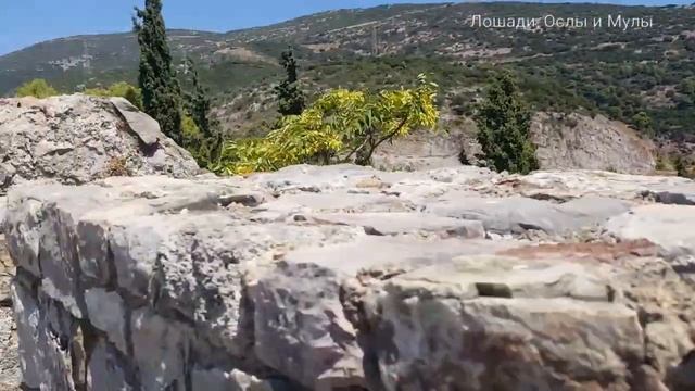 HOLIDAY NAFPAKTOS greece // horses, donkeys and mules (episode 2) смотреть онлайн