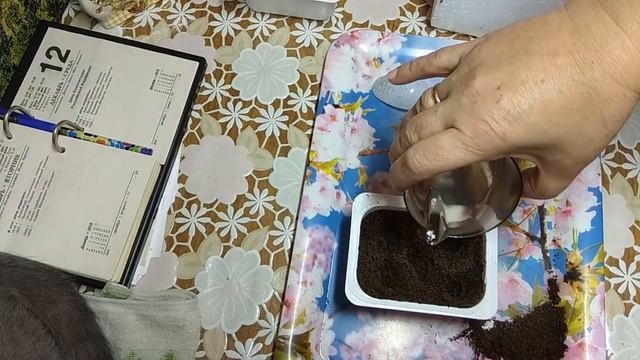 🌸🌸🌸ПЕЛАРГОНИЯ! ПОСЕВ - ПРОСТО! БЫСТРО! смотреть онлайн