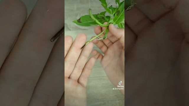 Выращивание мяты на подоконнике смотреть онлайн