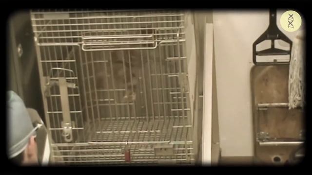 Ограничение калорийности, рак, диабет и дистрофия мозга