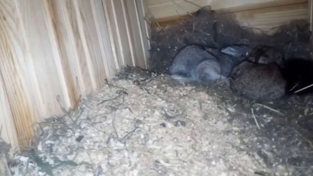 МАЛЕНЬКИЕ КРОЛИКИ И КАК КУСАЕТСЯ КРОЛЬЧИХА смотреть онлайн