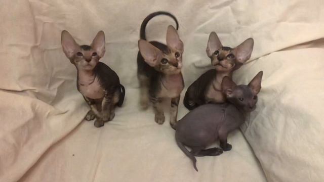 Котята Петерболд «П» смотреть онлайн