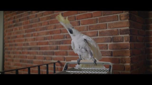 Семейный переполох - Трейлер (2024) смотреть онлайн