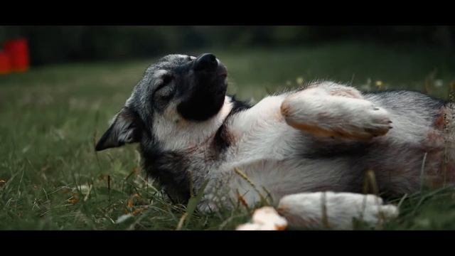 Поездка по детским лагерям Fujifilm xt4 смотреть онлайн