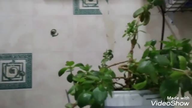обрезка каланхоэ смотреть онлайн