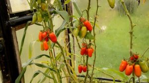 Томат Сан Марцано