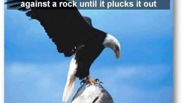 FAKE | The Rebirth Of An Eagle | Amazing Eagle Transformation | Life Story Of An Eagle смотреть онлайн