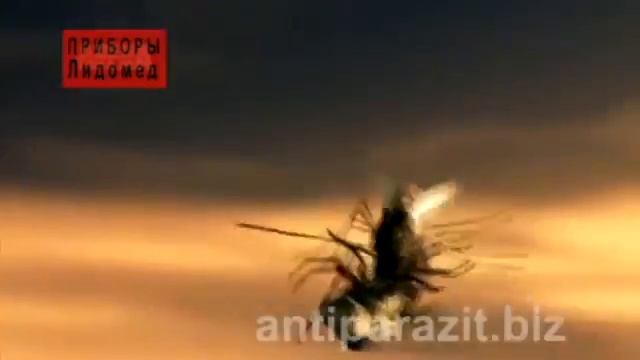 Паразиты живущие под кожей Оводы Глисты смотреть онлайн