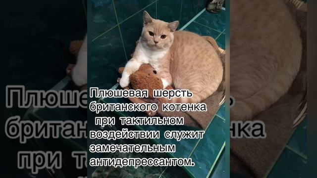 Особенности британских кошек смотреть онлайн