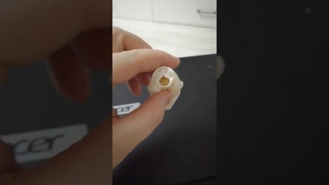 Выделанный череп хорька смотреть онлайн