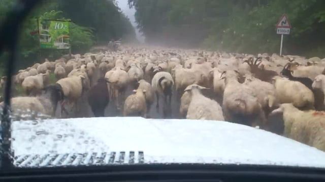 Бараны. МНОГО БАРАНОВ!!