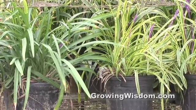 Dressing Up Your Garden with Liriope смотреть онлайн