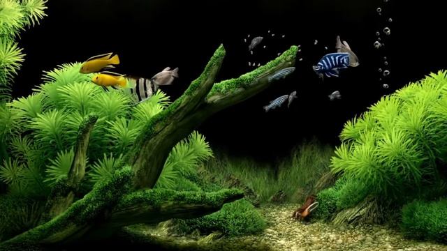 Очень красивая заставка - аквариум - рыбки смотреть онлайн