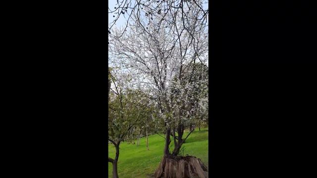 Сочинский субботний релакс. Без слов. смотреть онлайн