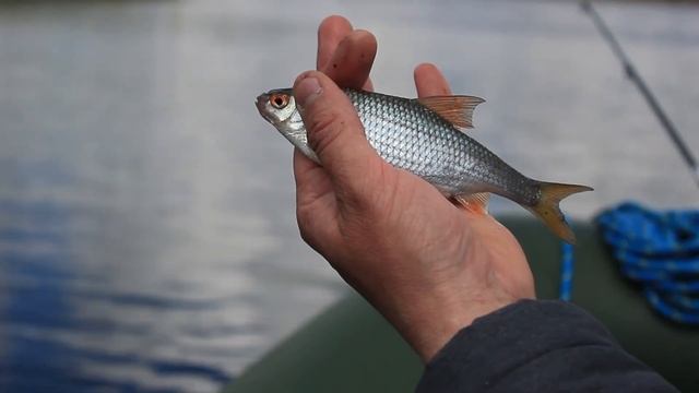 В поисках карася!!! Озеро в Маломожайском и озеро большое, Логвино. смотреть онлайн