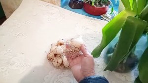 Поздравляю???Тюльпаны с луковицами, что делать?!