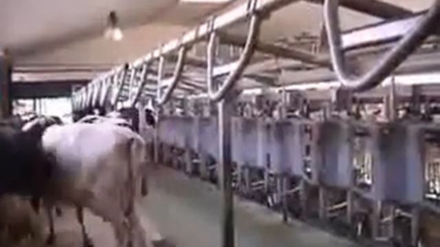 Устройство додаивания и съема доильного аппарата. смотреть онлайн