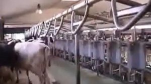 Устройство додаивания и съема доильного аппарата.