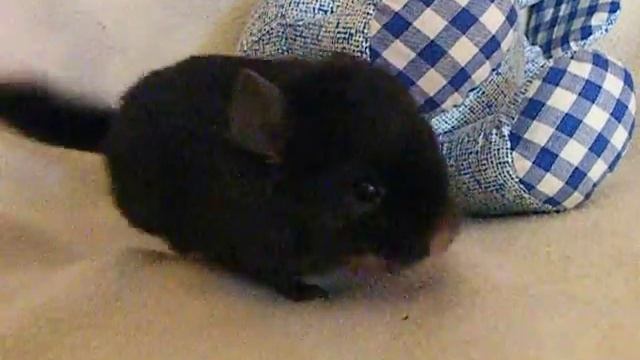 Bebé chinchilla ebony смотреть онлайн