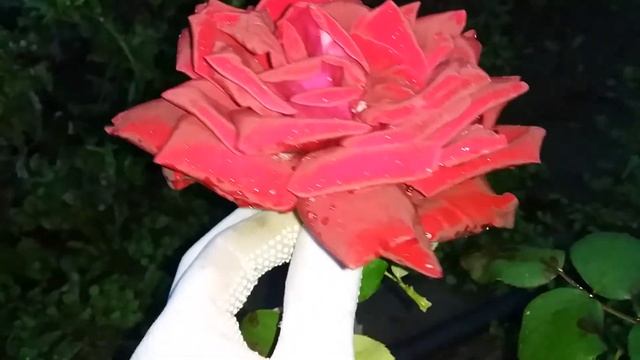 Роза Burgund , Kordes, 1981 г. Чайно -гибридная роза смотреть онлайн