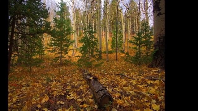 Почему елка зимой и летом одним цветом смотреть онлайн