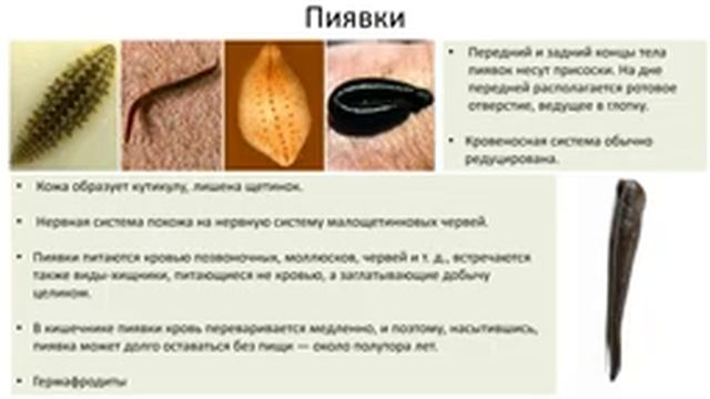 6. Тип Кольчатые черви (экспресс Зоология) подготовка к ОГЭ и ЕГЭ Биология смотреть онлайн