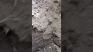 Раскопки скифского кургана. Беспредел. Находка в кургане. Череп.