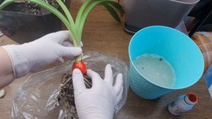 Пересадка детки гиппеаструма papilio - обработка корней и листьев акарицидами